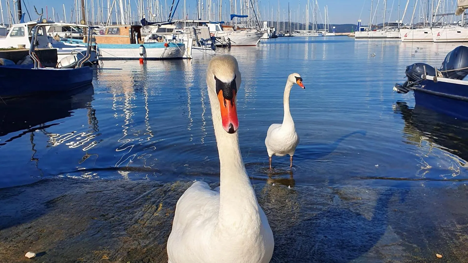 Apartman Zaravecchia Biograd Na Moru Croatia